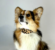 Leopardmönstrat Hundhalsband Bred