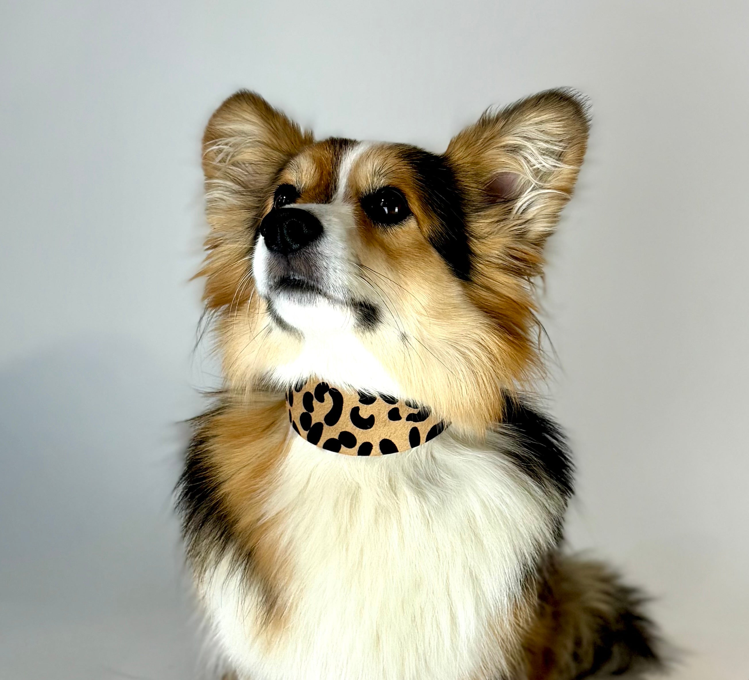 Leopardmönstrat Hundhalsband Bred