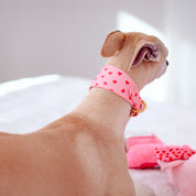 Love Hundhalsband Bred