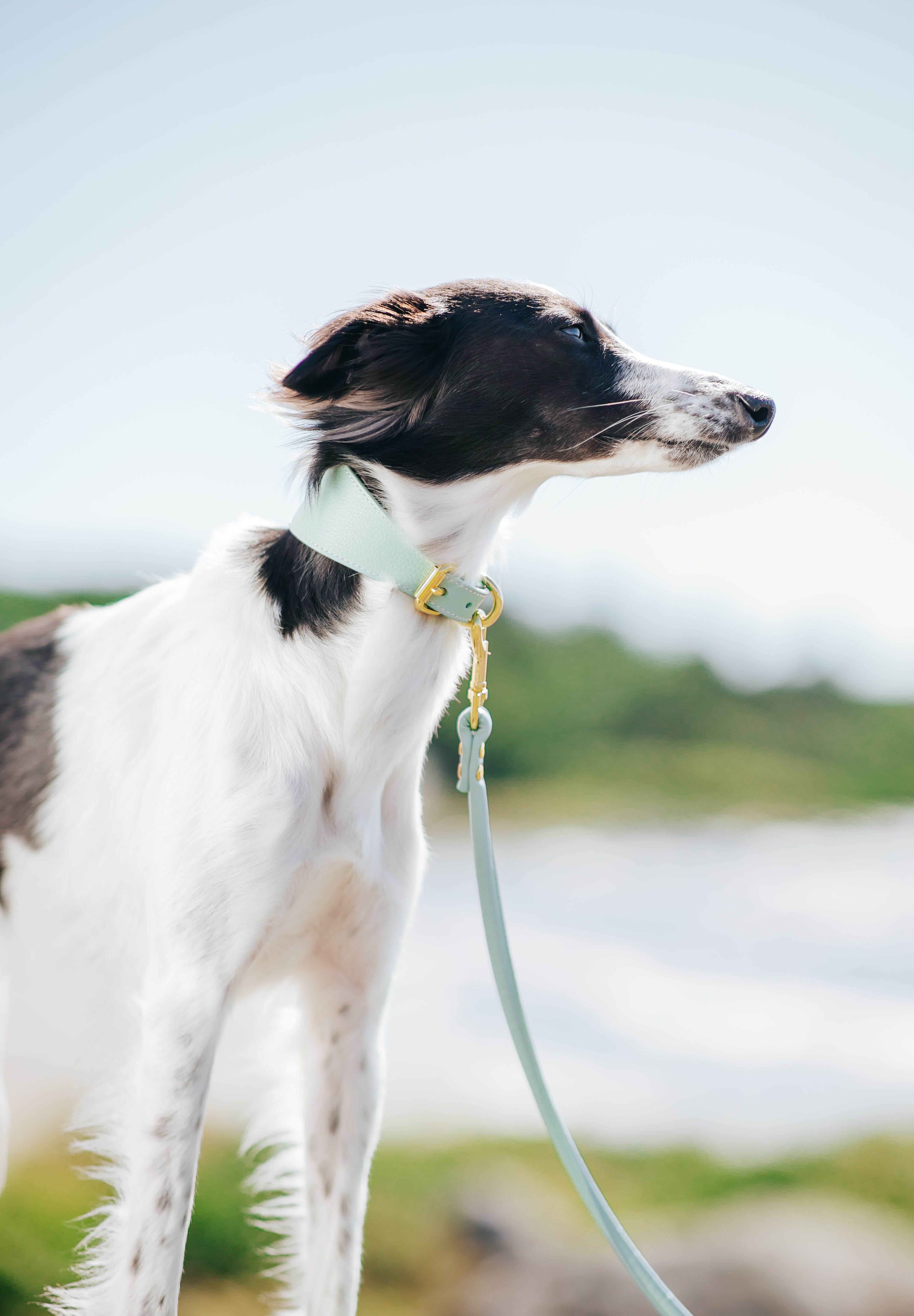 Mint Hundhalsband Bred