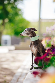 Mint Hundhalsband Bred