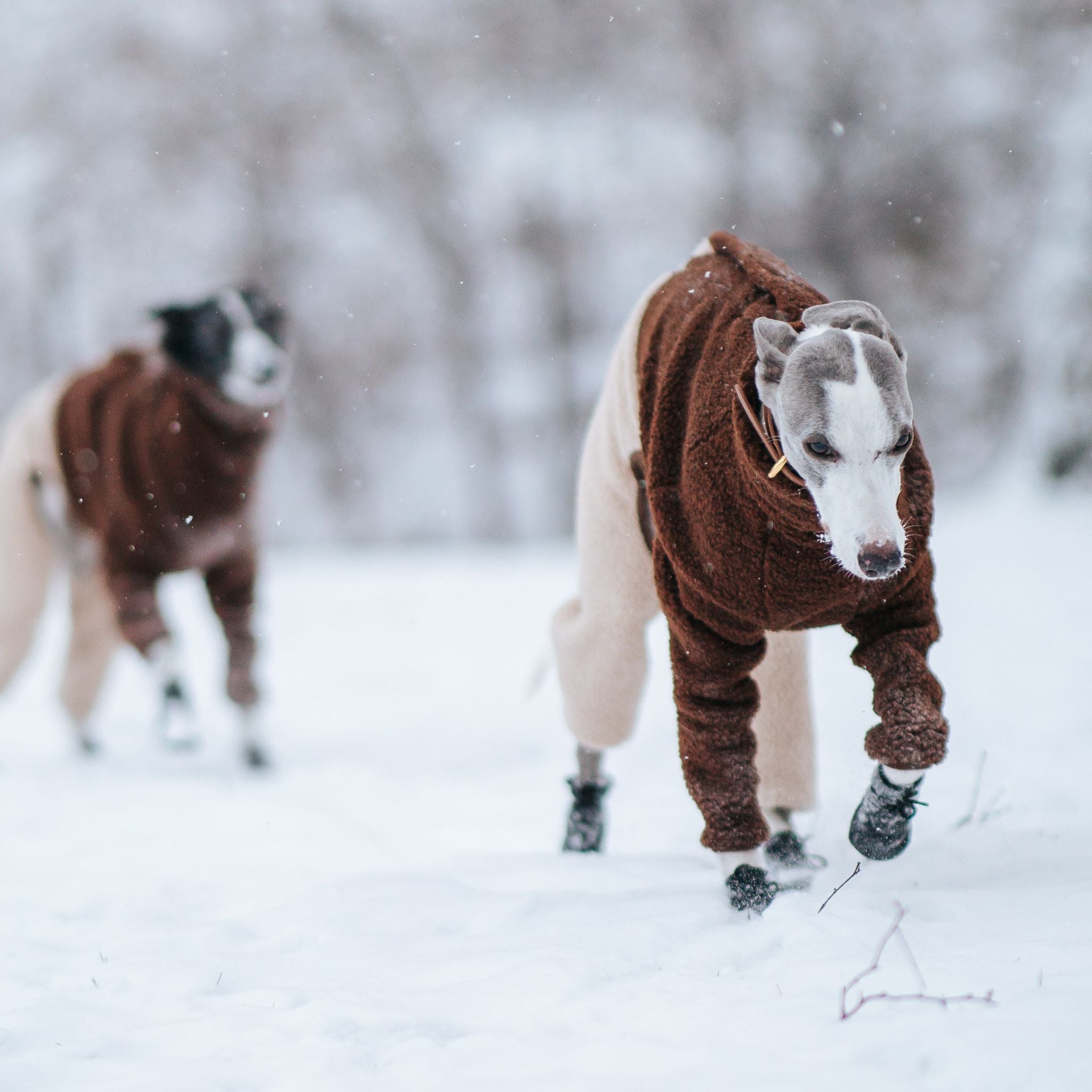 onesie-size-l-xl-whippet-winter_jpg.jpg