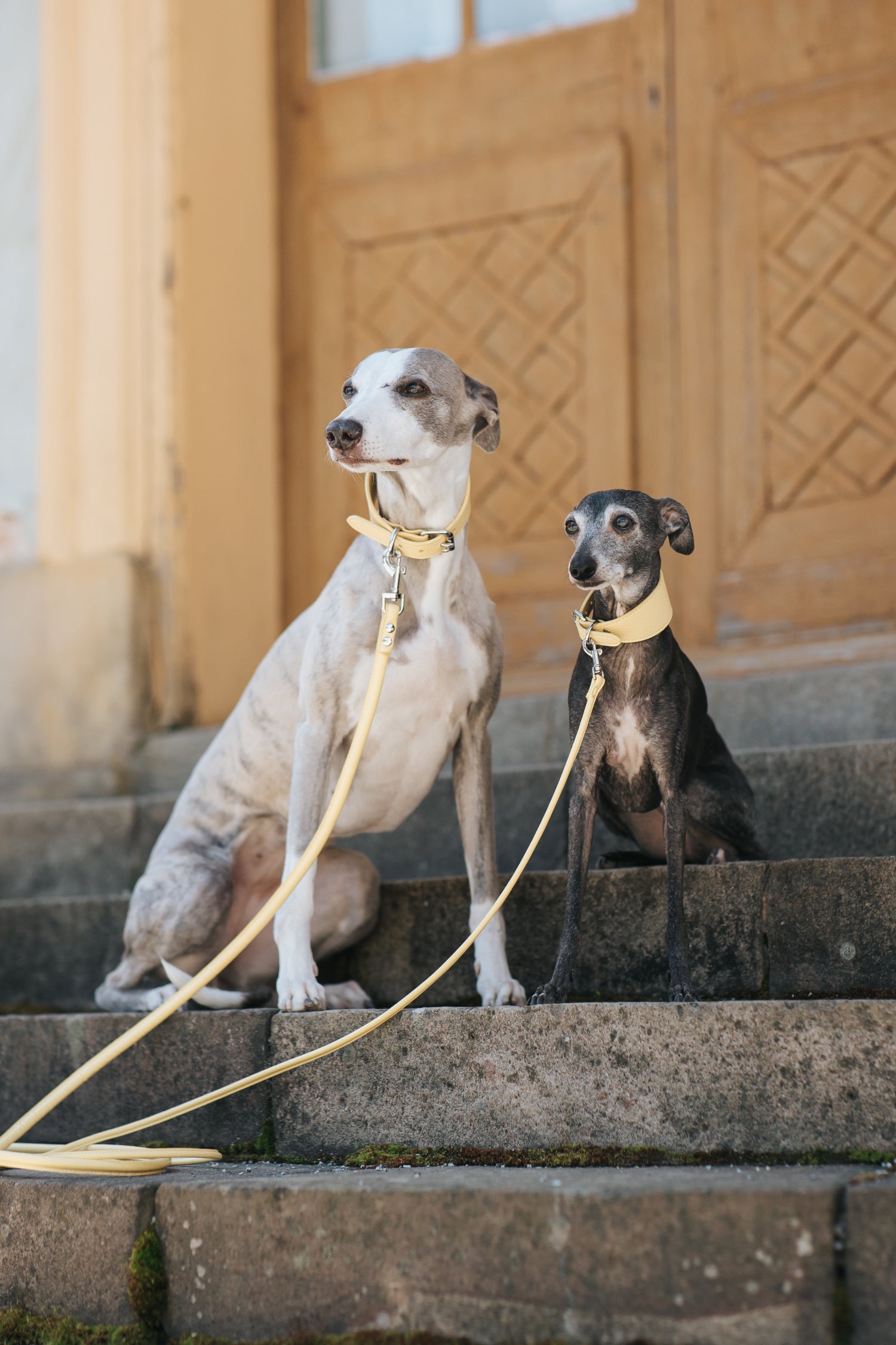 Pastellgul Hundhalsband Bred