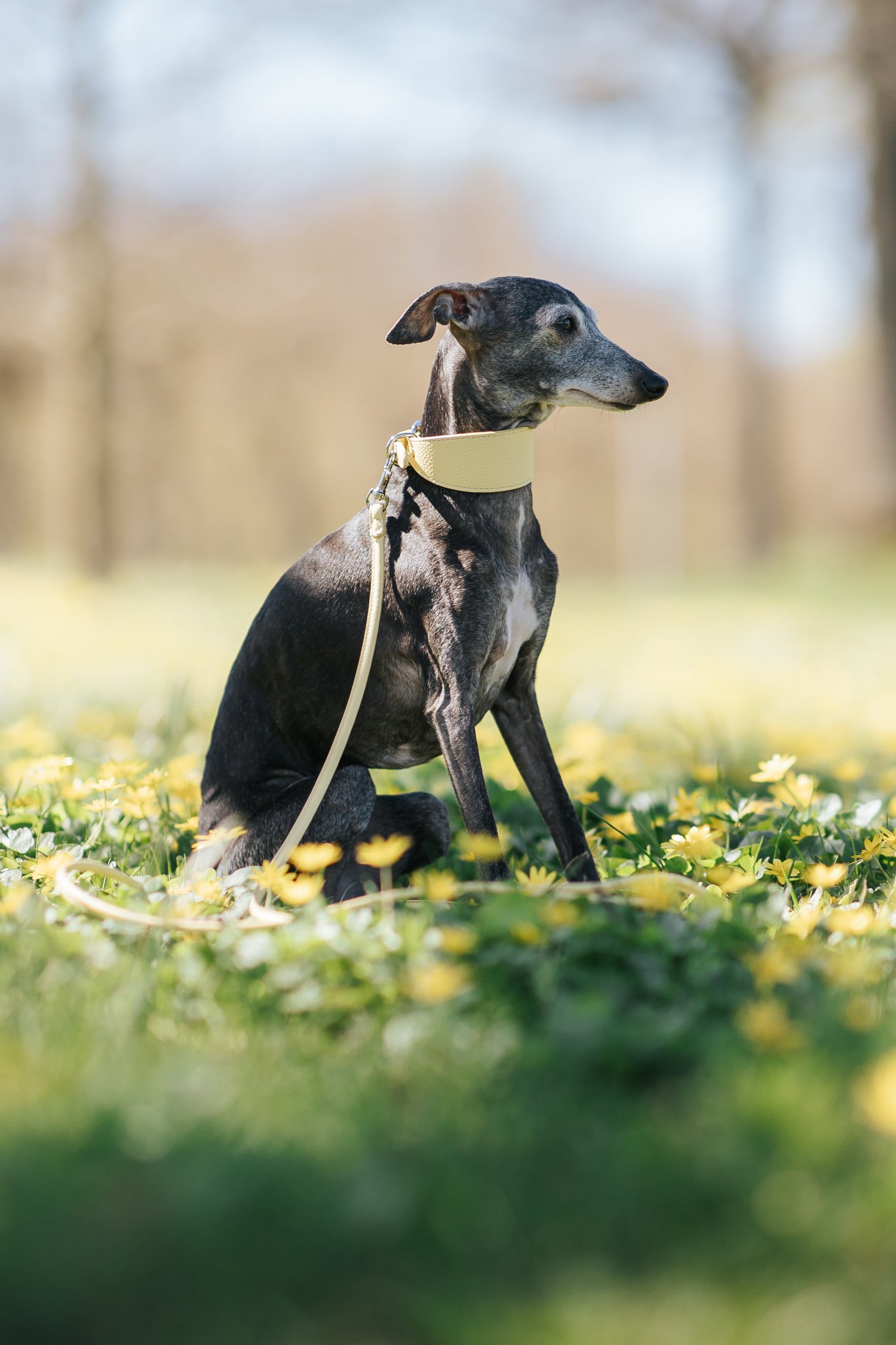 Pastellgul Hundhalsband Bred