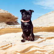 Rosa Hundhalsband Smal