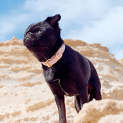 Rosa Hundhalsband Smal