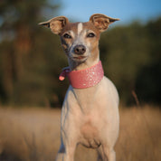 Pink Glitter Dog Collar Wide