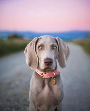 Rosa Hundhalsband Smal
