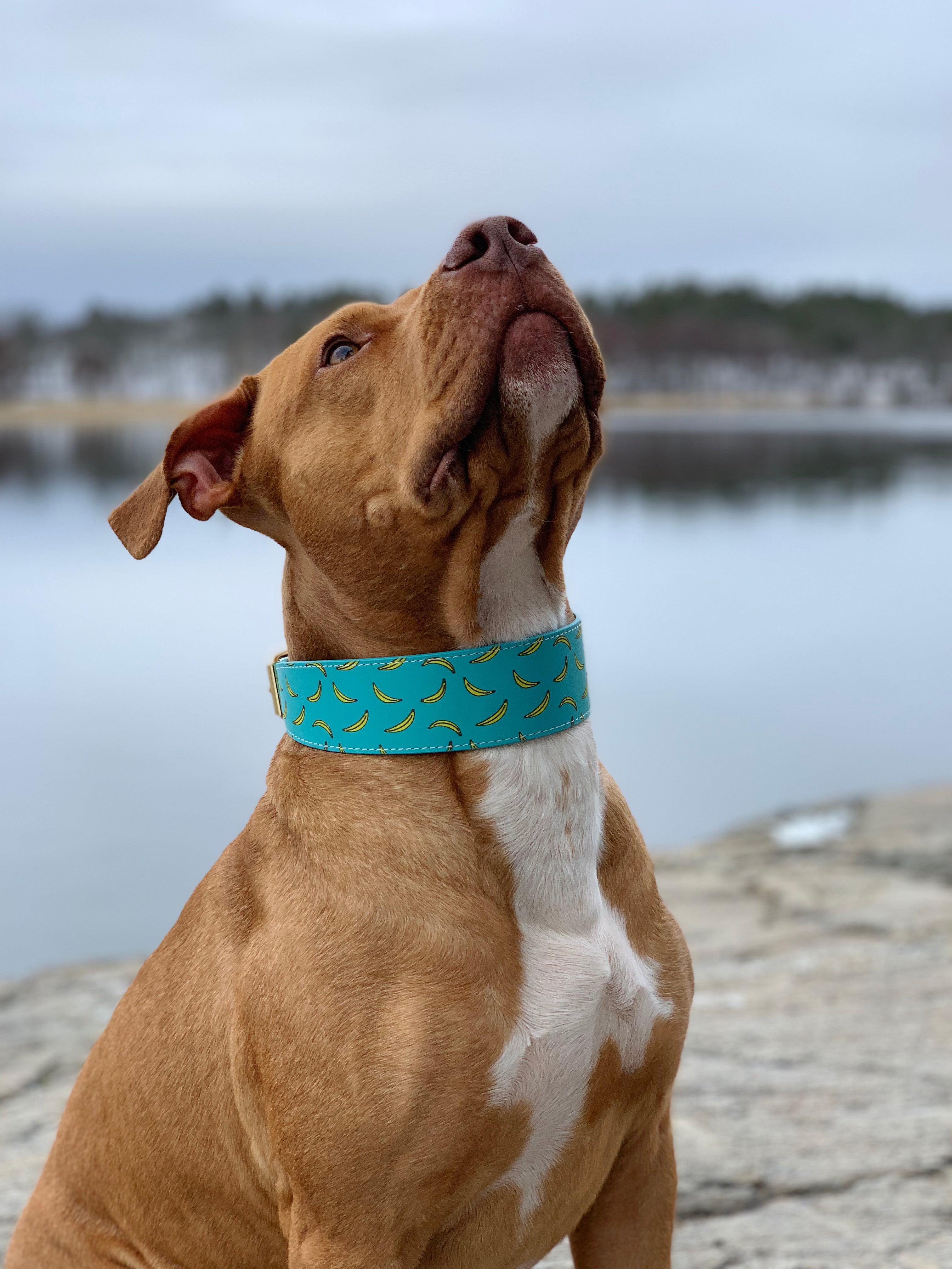 Bananmönstrat Hundhalsband Bred