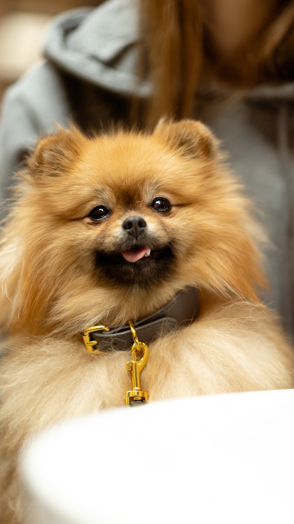 Mörkgrå Hundhalsband Smal