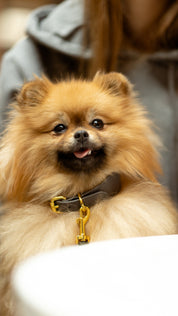 Mörkgrå Hundhalsband Smal