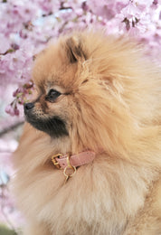 Rosa Hundhalsband Smal