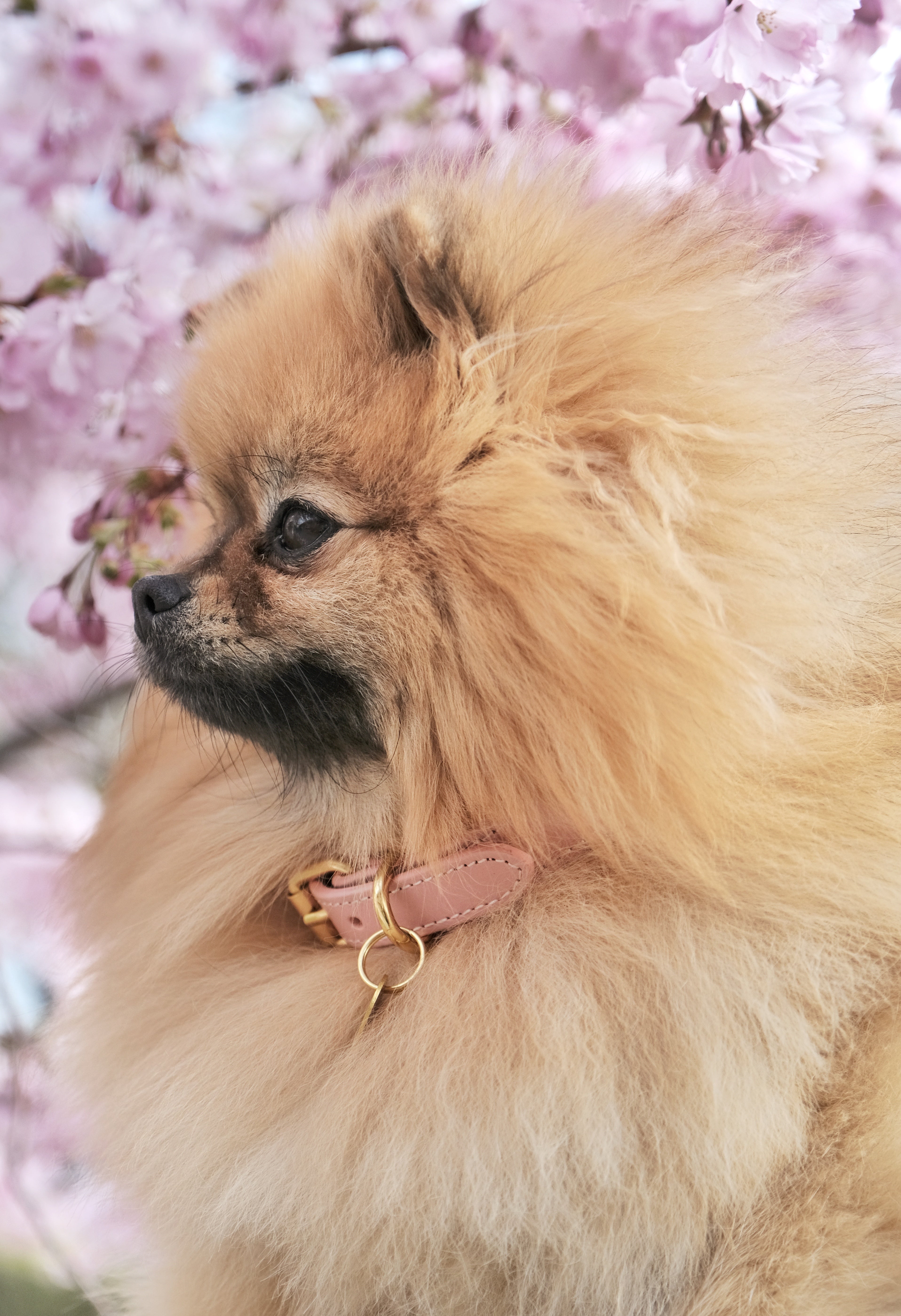 Rosa Hundhalsband Smal