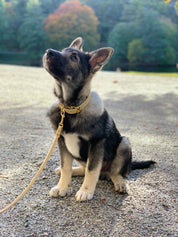 Beige Hundhalsband Bred