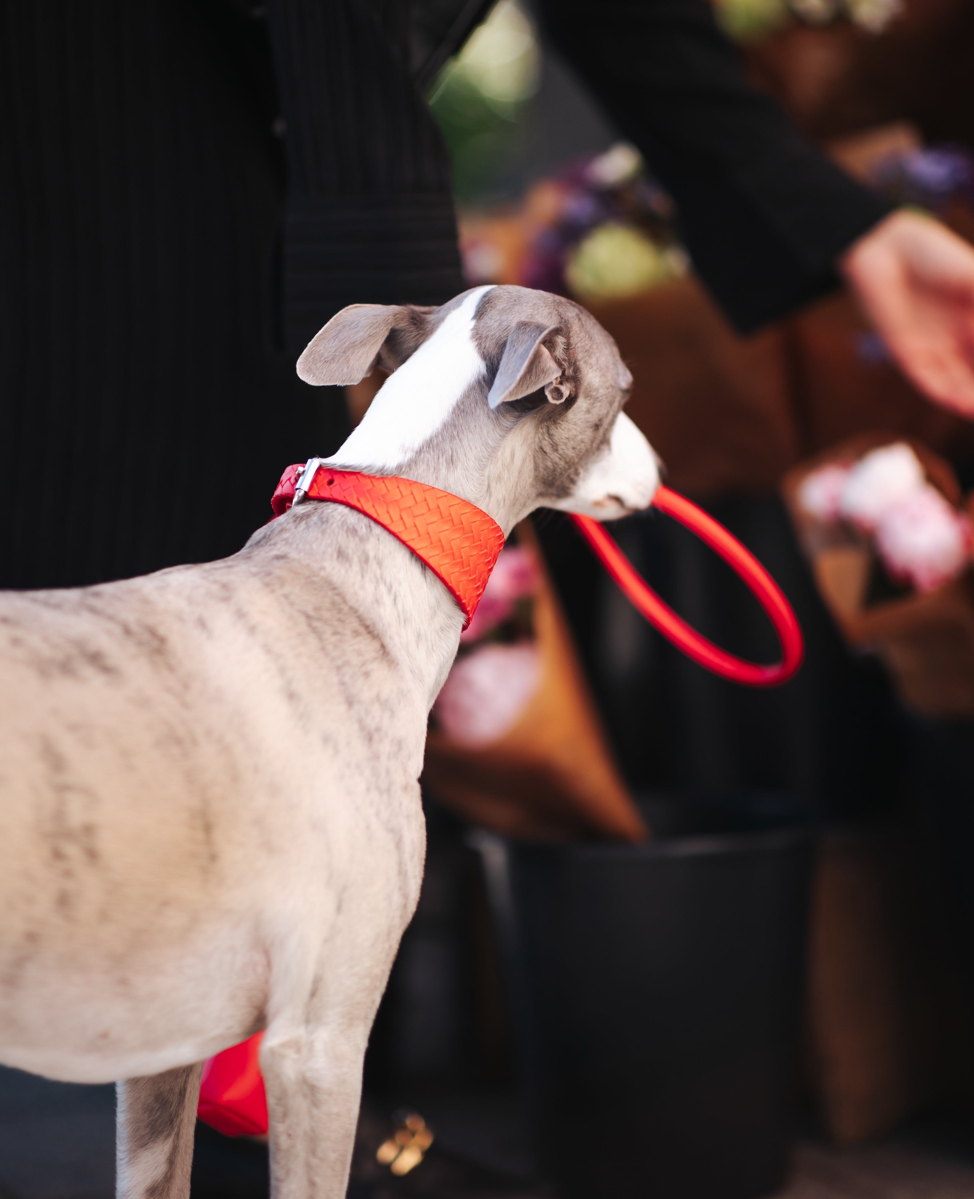 Klarröd Flätat Hundhalsband Bred