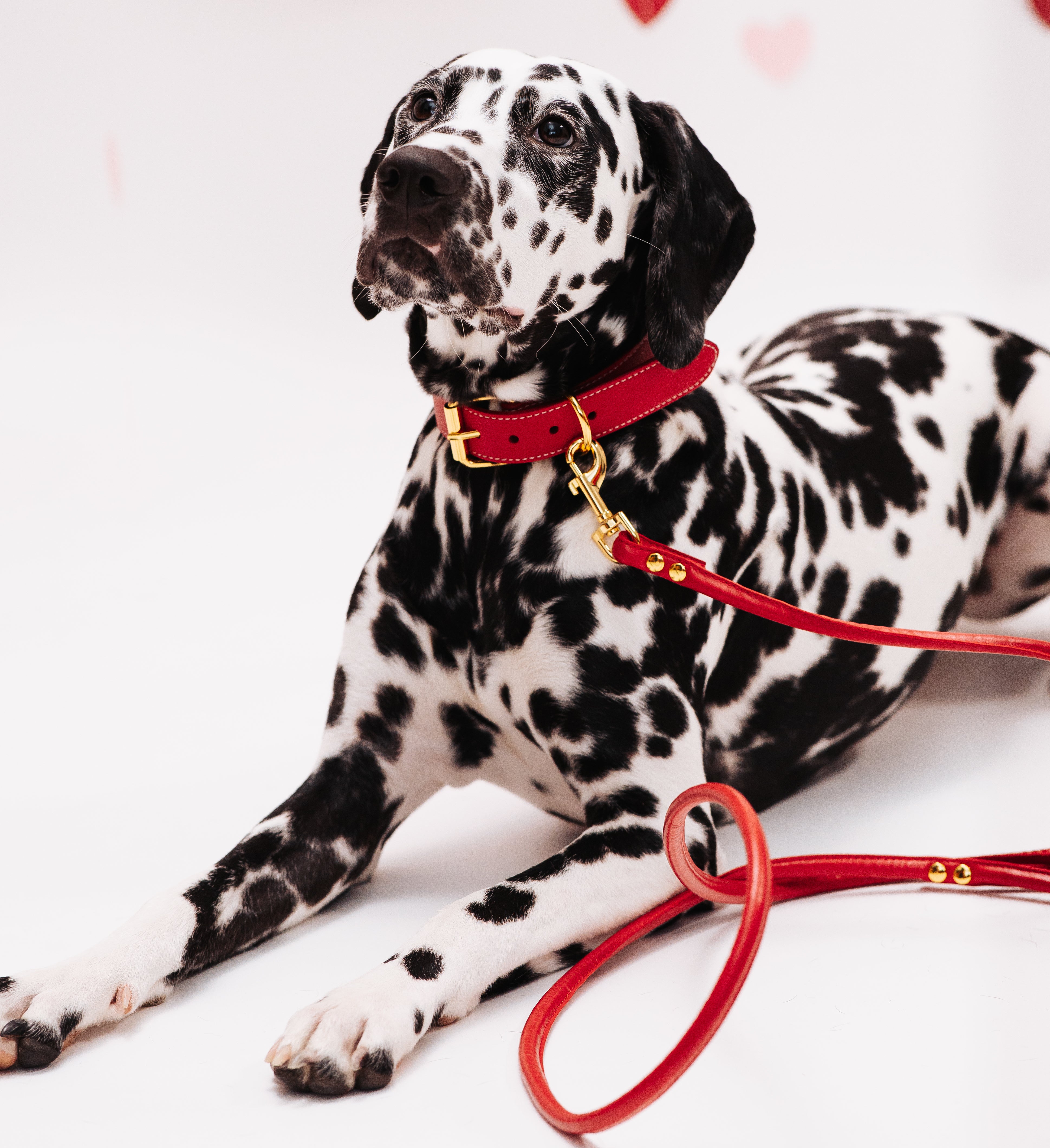 Röd Hundhalsband Bred