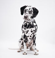 Reflex Silver Hundhalsband Bred