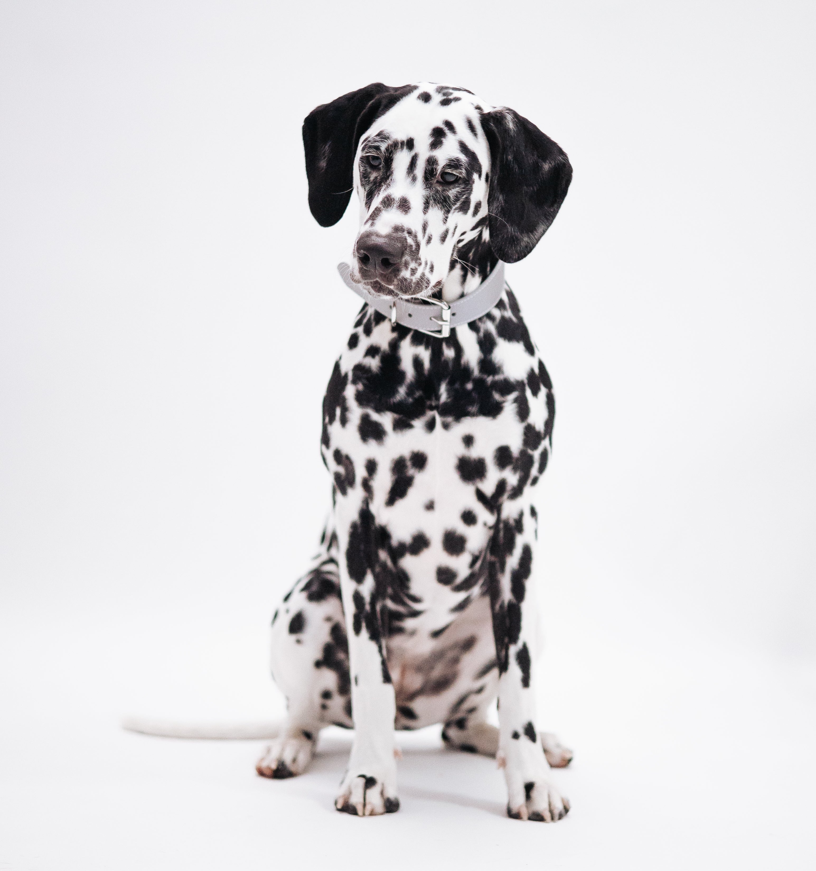 Reflex Silver Hundhalsband Bred