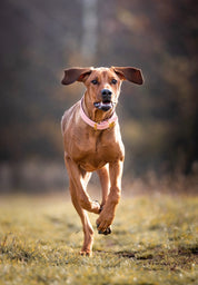 Rosa Hundhalsband Bred