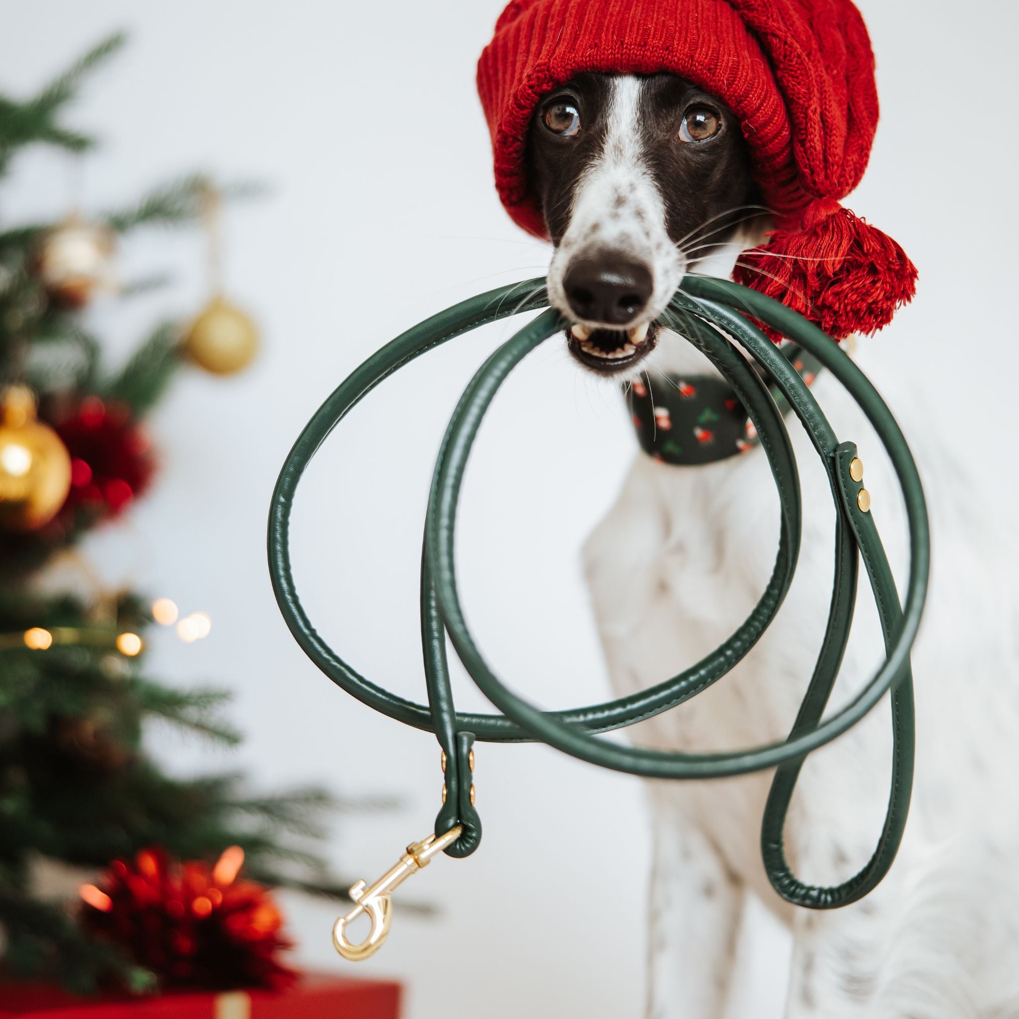 santa-paws-medium-wide-dark-green-lead.jpg