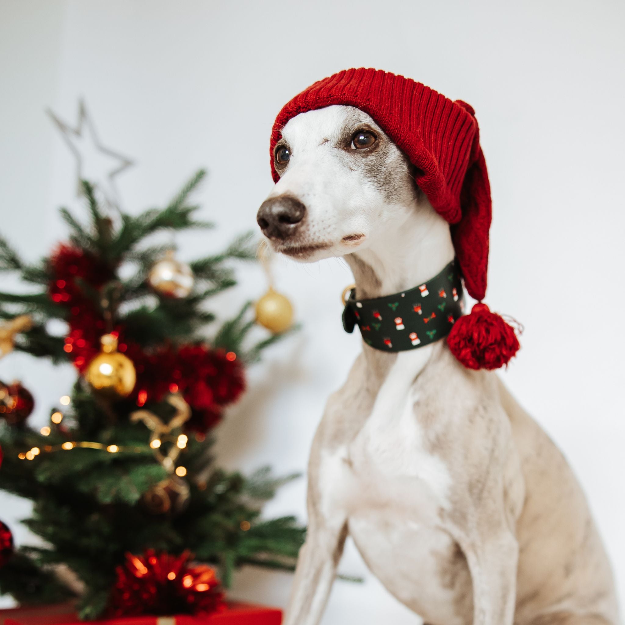 santa-paws-medium-wide-whippet.jpg