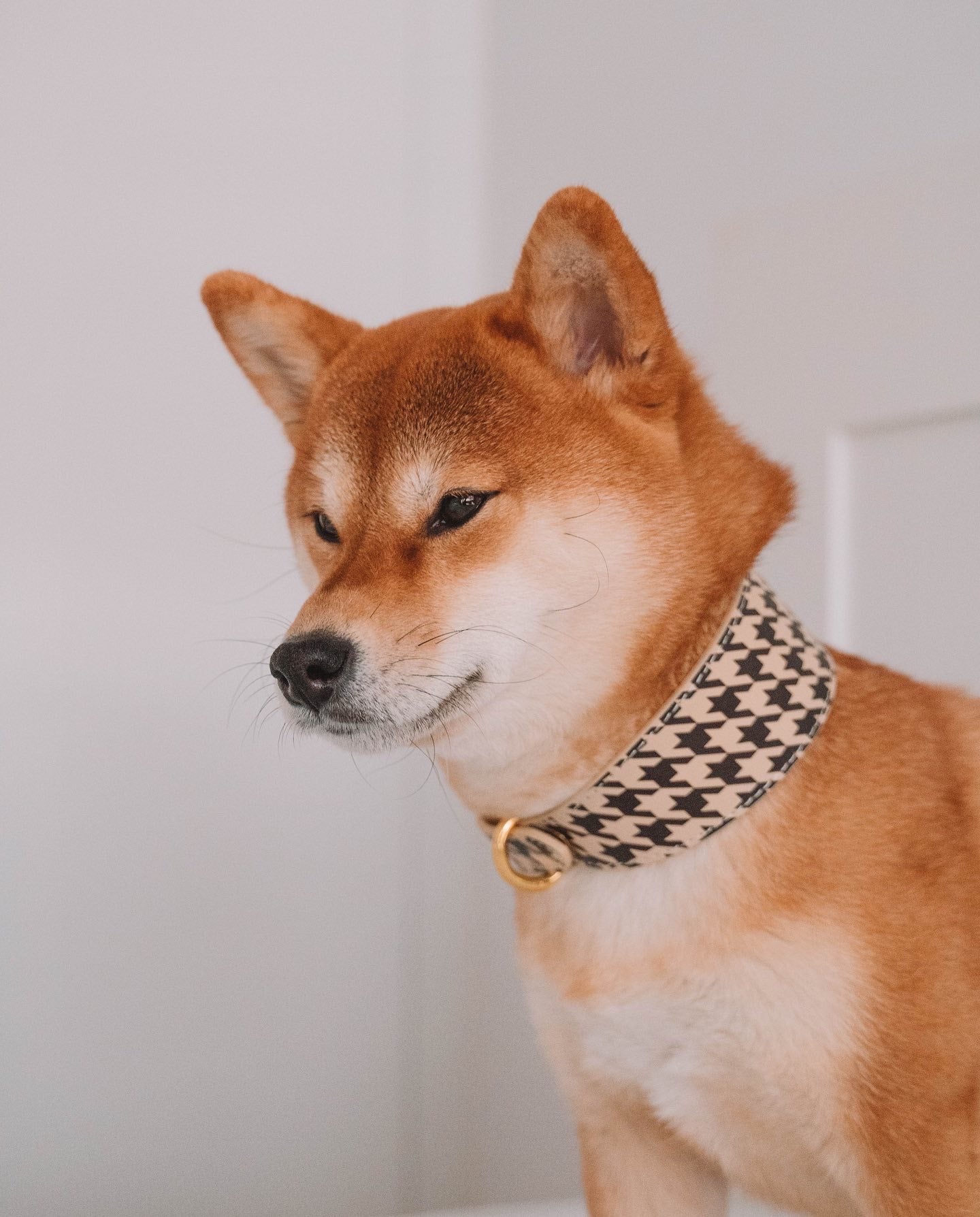 Beige Hundtandsmönster Hundhalsband Bred