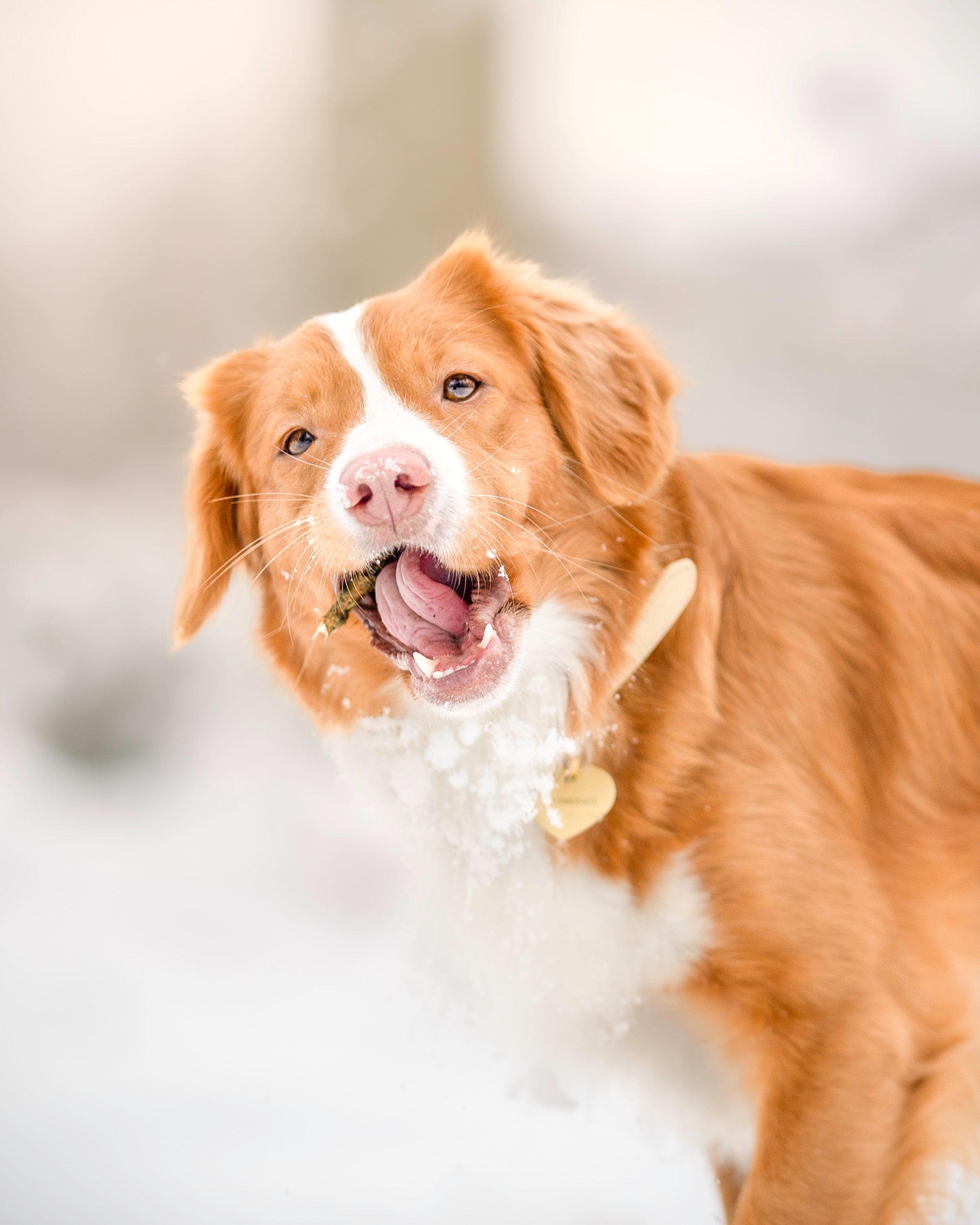 Beige Hundhalsband Smal