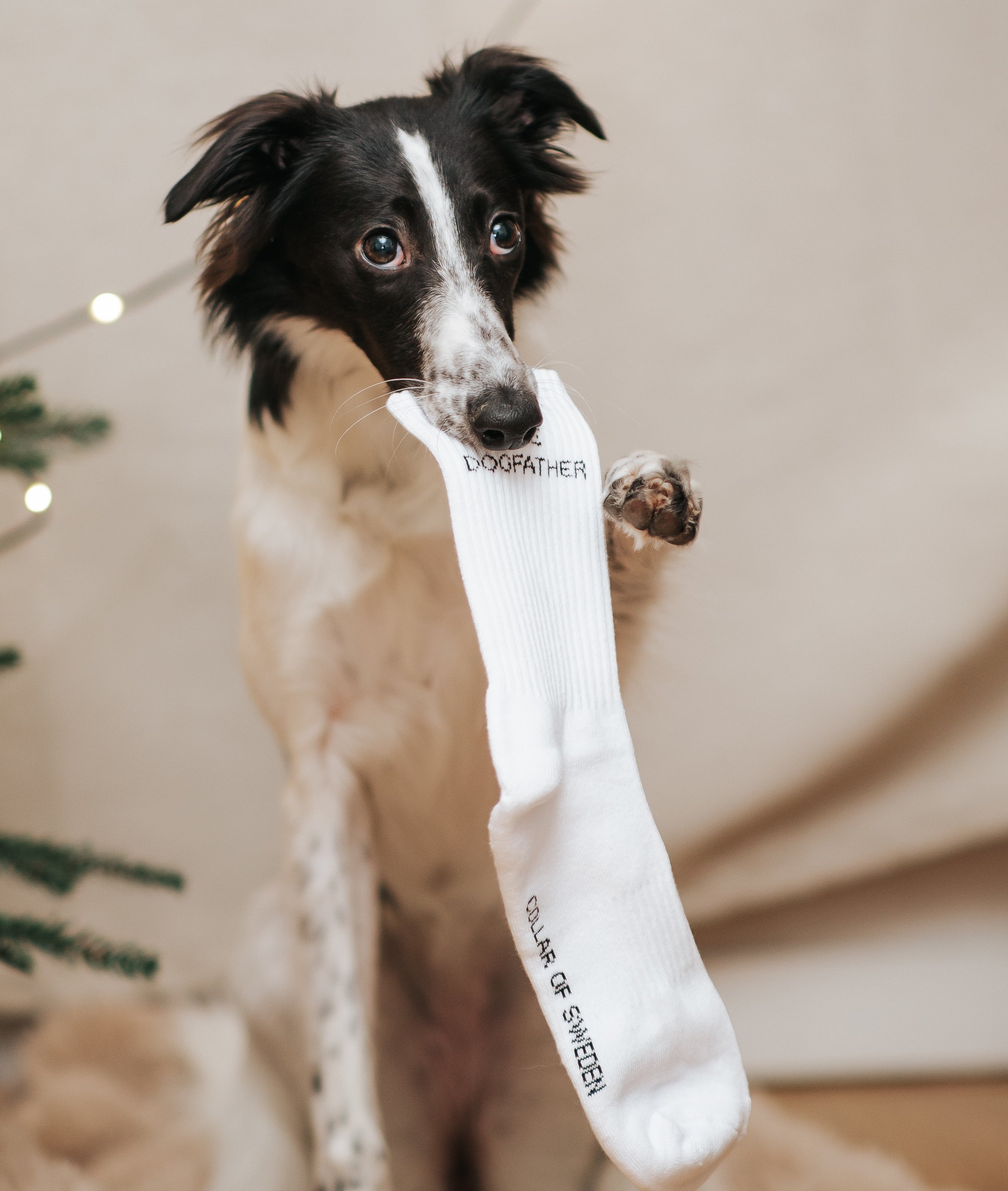 Vita tubsockor - The Dogfather