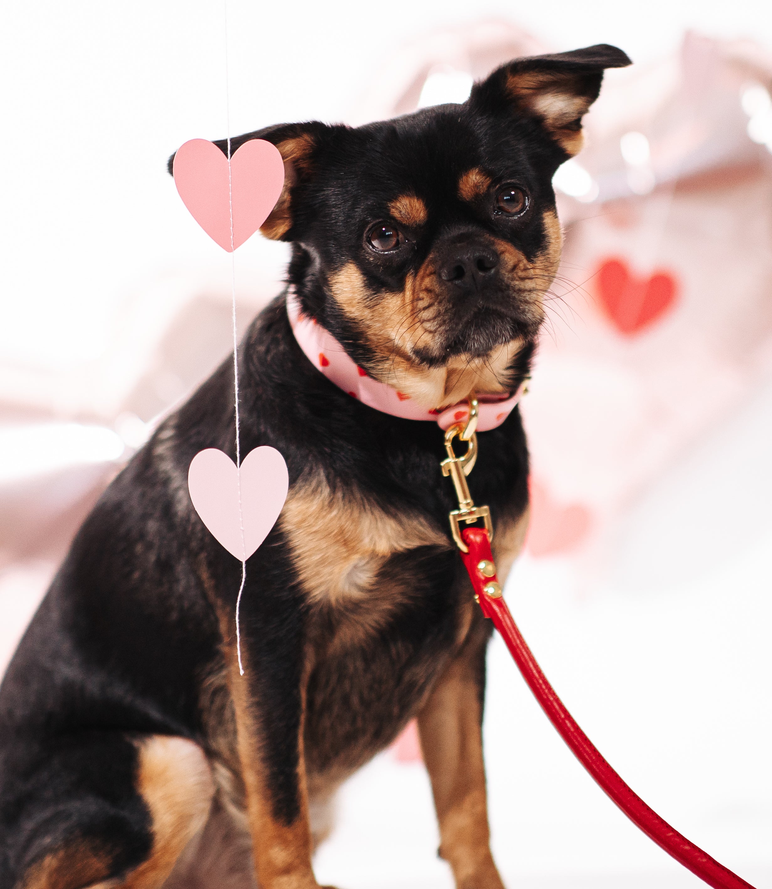 Love Hundhalsband Smal