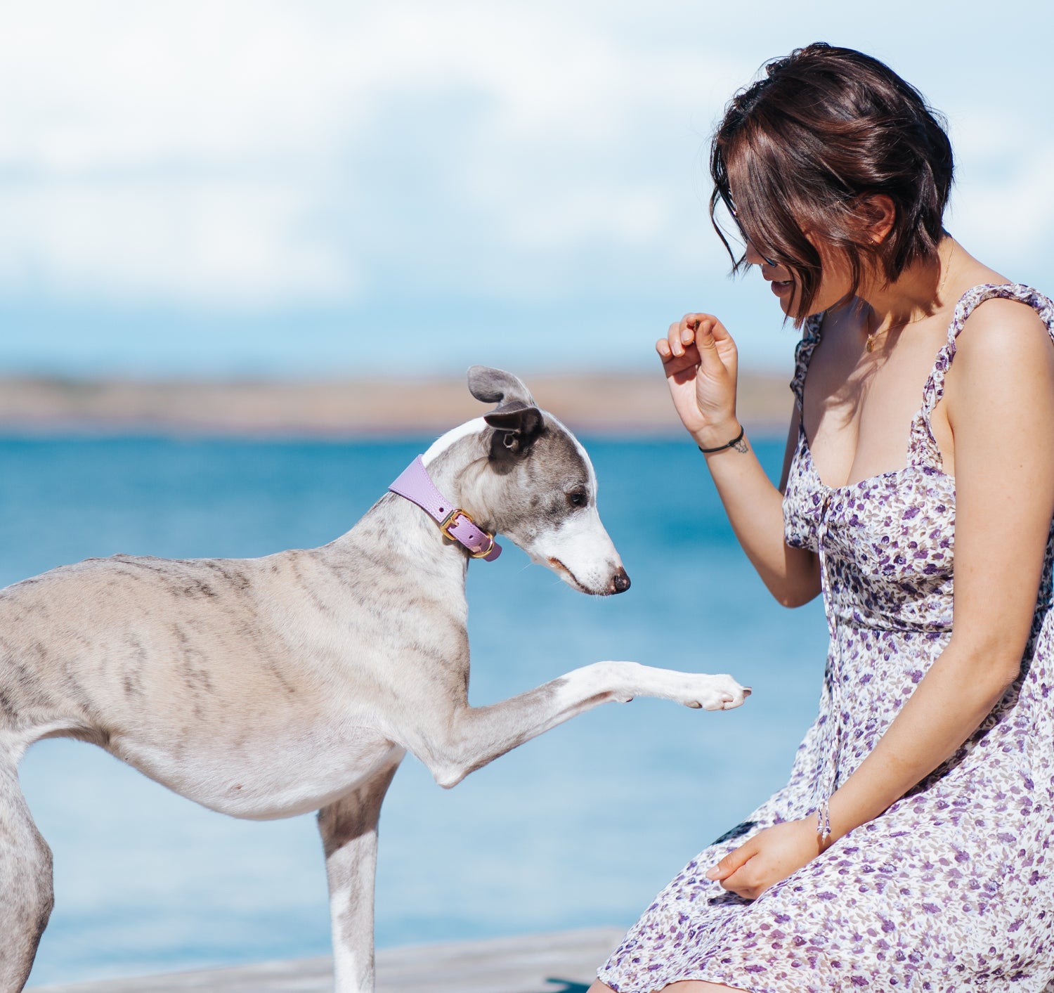 Violett Hundhalsband Bred