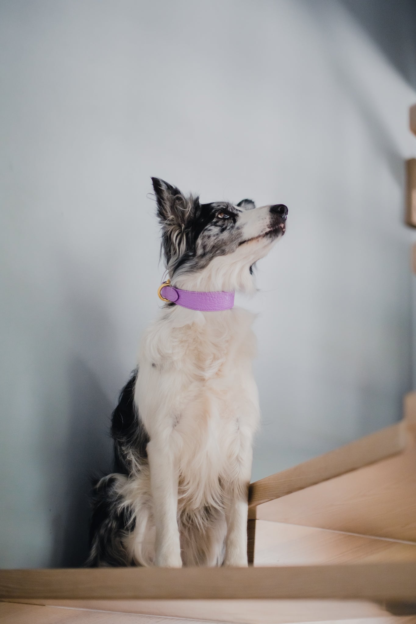 Violett Croco Hundhalsband Smal