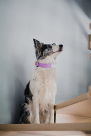 Violett Croco Hundhalsband Smal