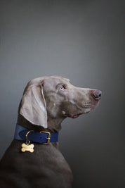 Mörkblå Hundhalsband Bred