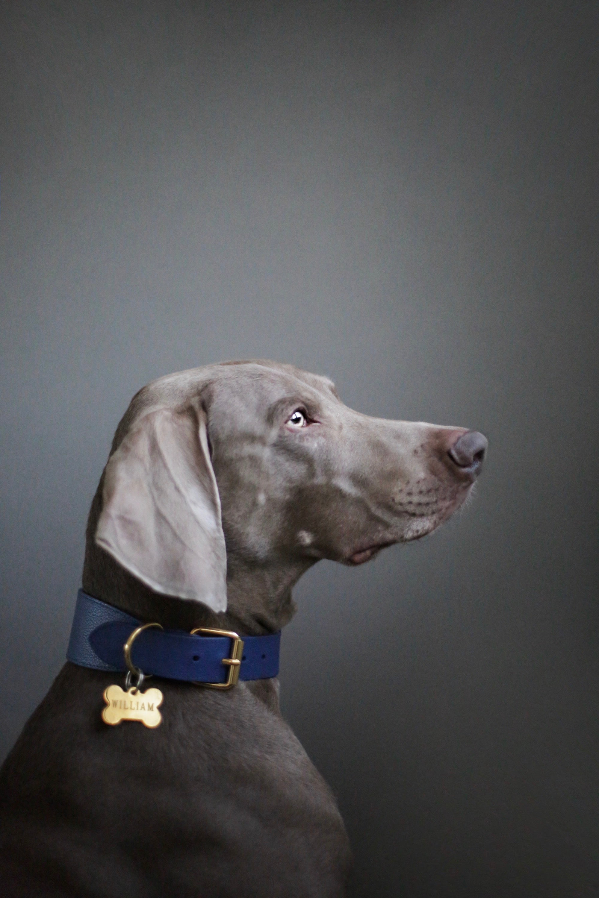 Mörkblå Hundhalsband Bred