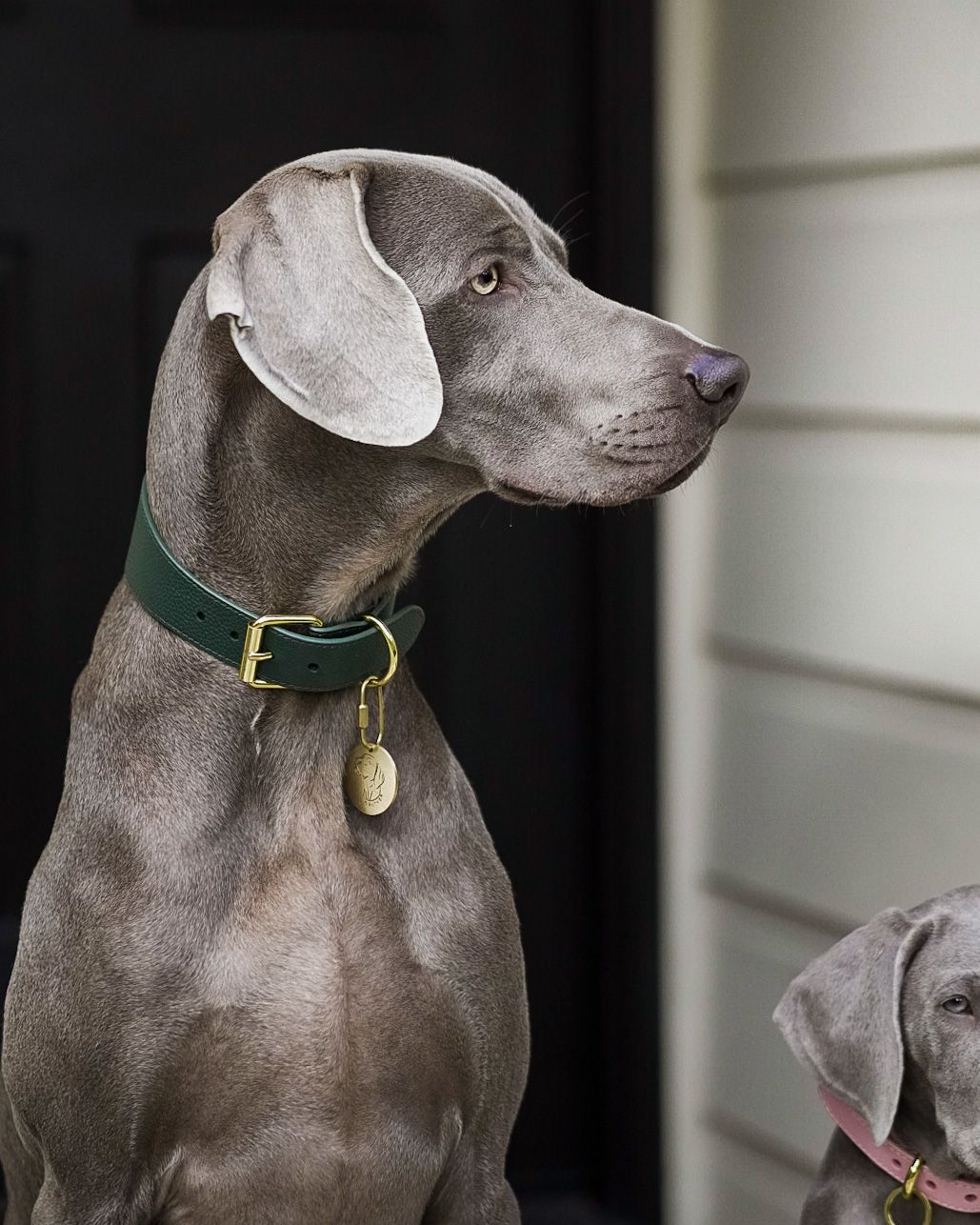 Mörkgrön Hundhalsband Bred