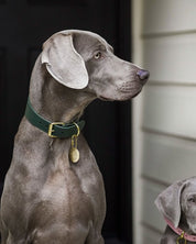 Mörkgrön Hundhalsband Bred