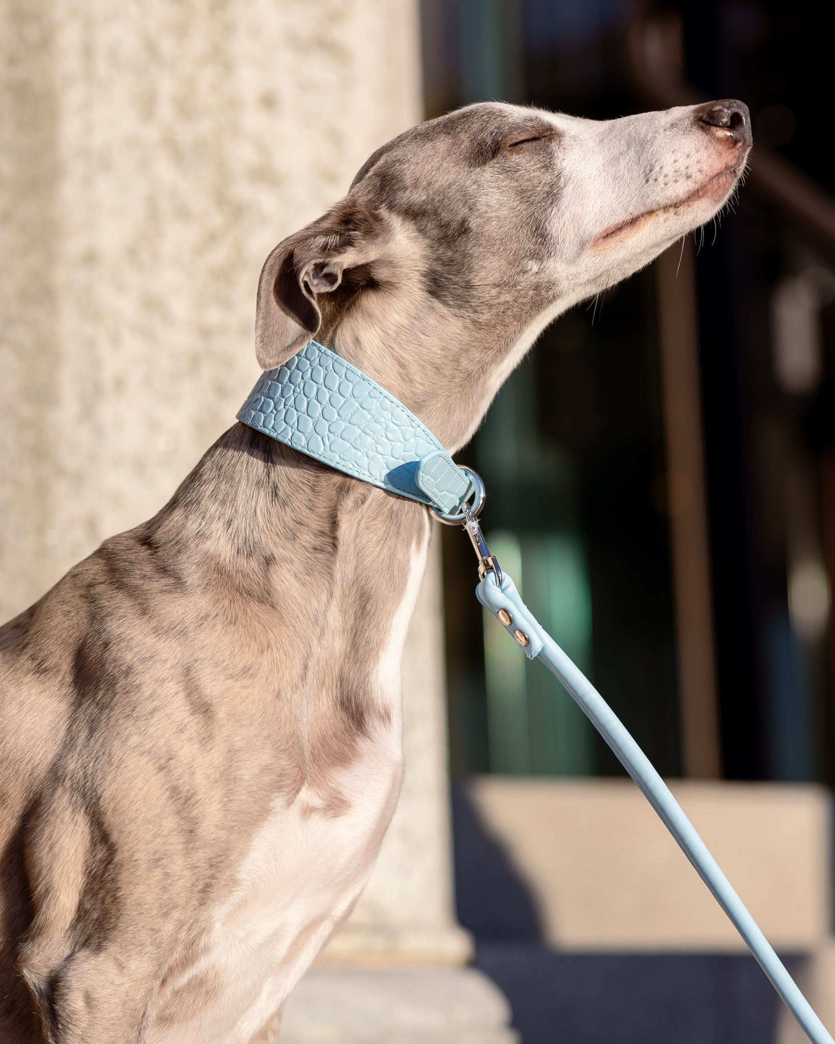 Babyblå Hundkoppel
