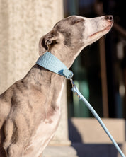 Babyblå Hundkoppel