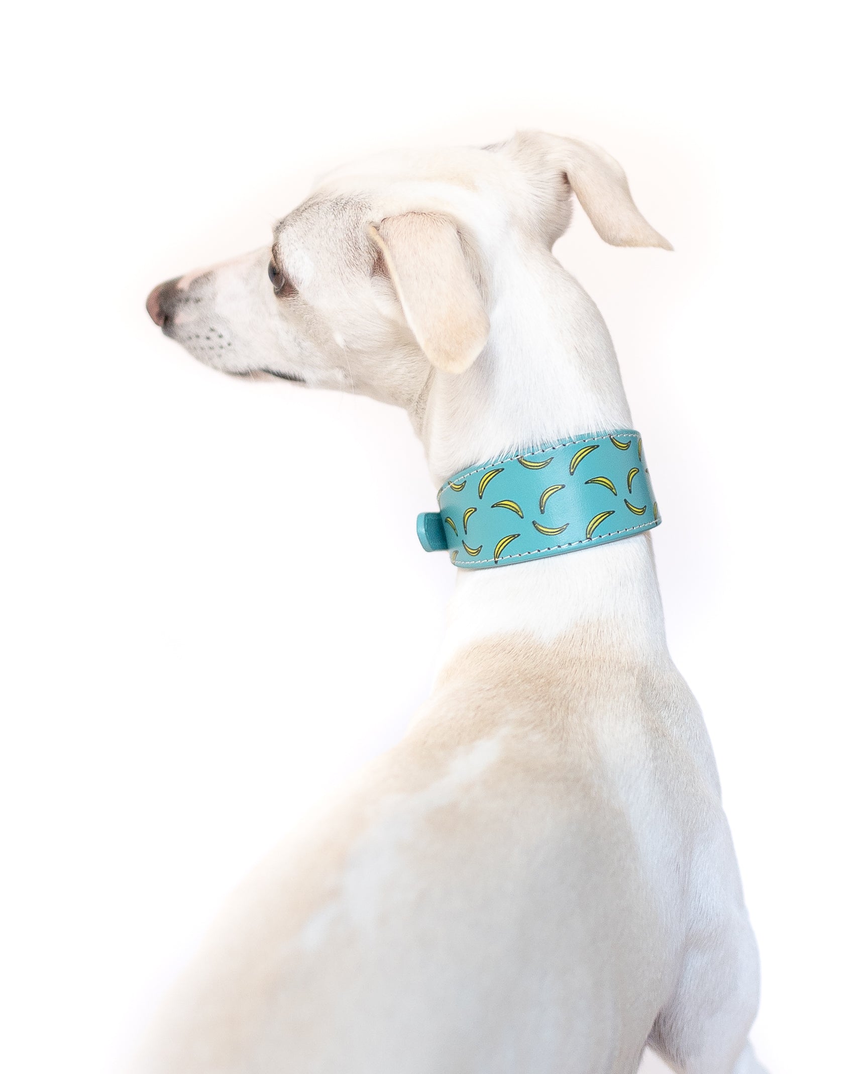 Bananmönstrat Hundhalsband Bred