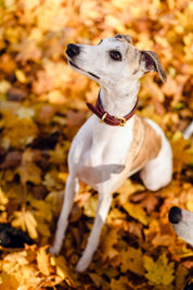 Vinröd Hundhalsband Bred