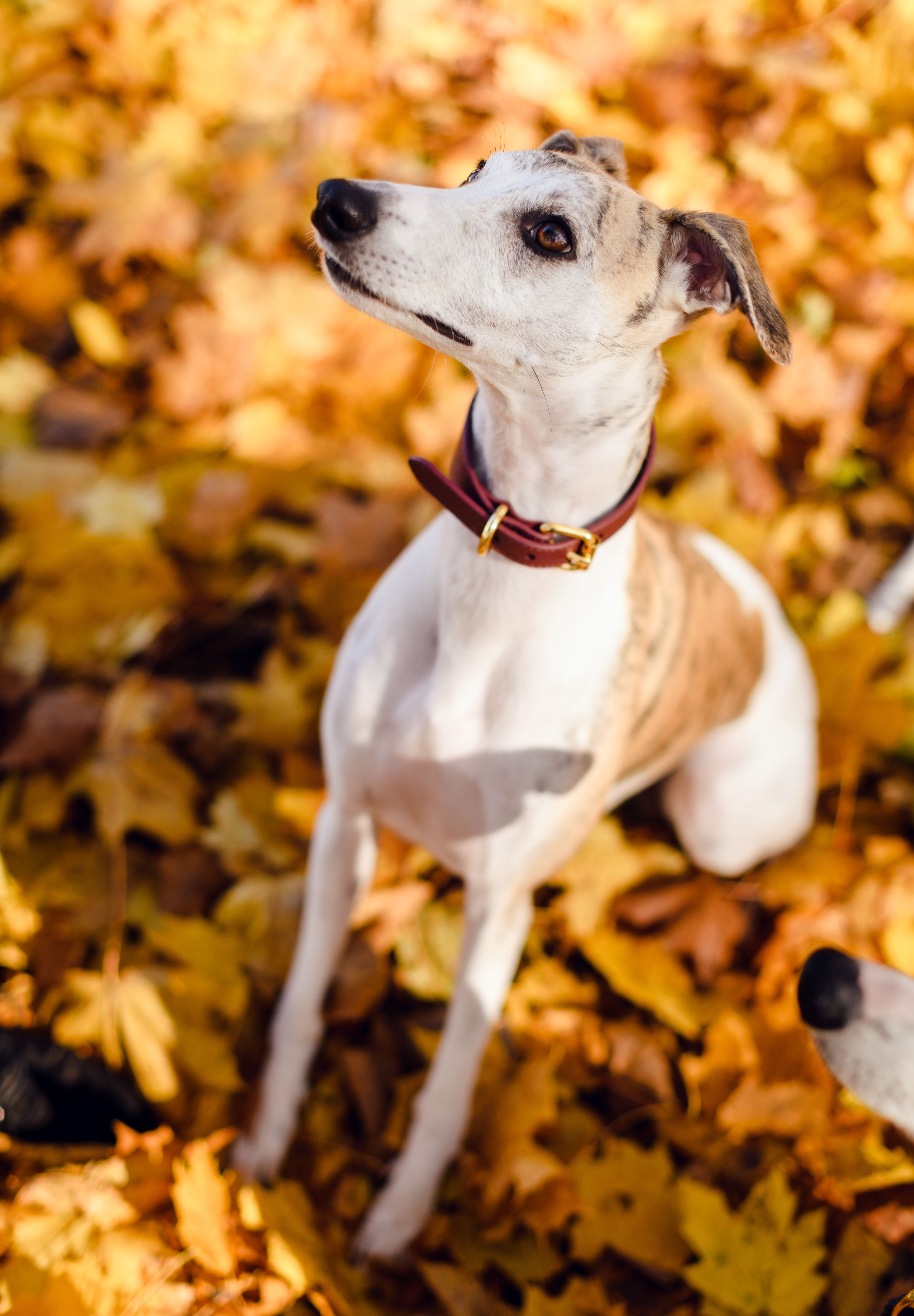 Vinröd Hundhalsband Bred