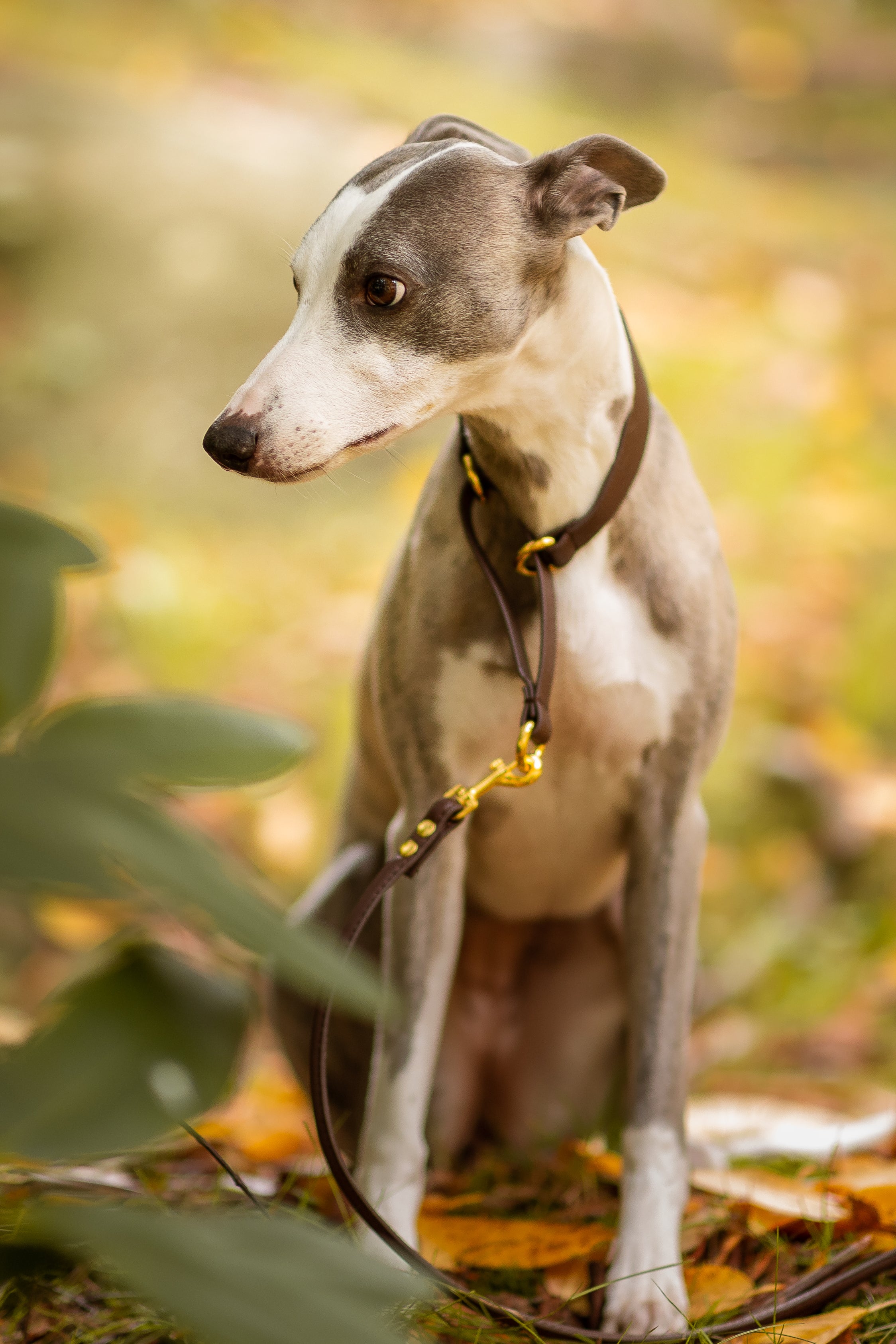 Mörkbrun Hundhalsband Halvstryp Bred