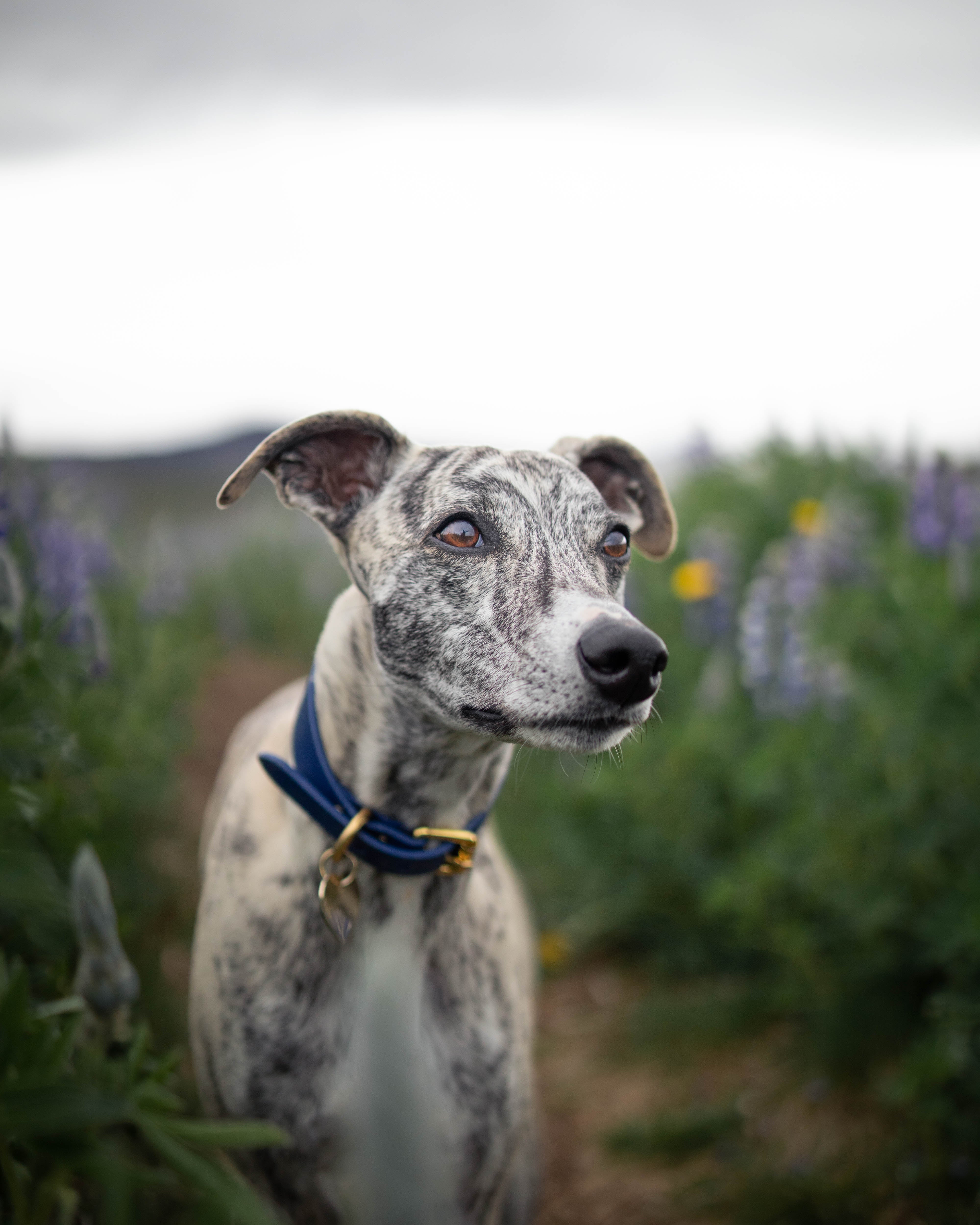 Mörkblå Hundhalsband Bred