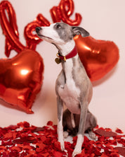 Röd Hundhalsband Bred