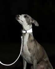 Reflex Silver Hundhalsband Bred