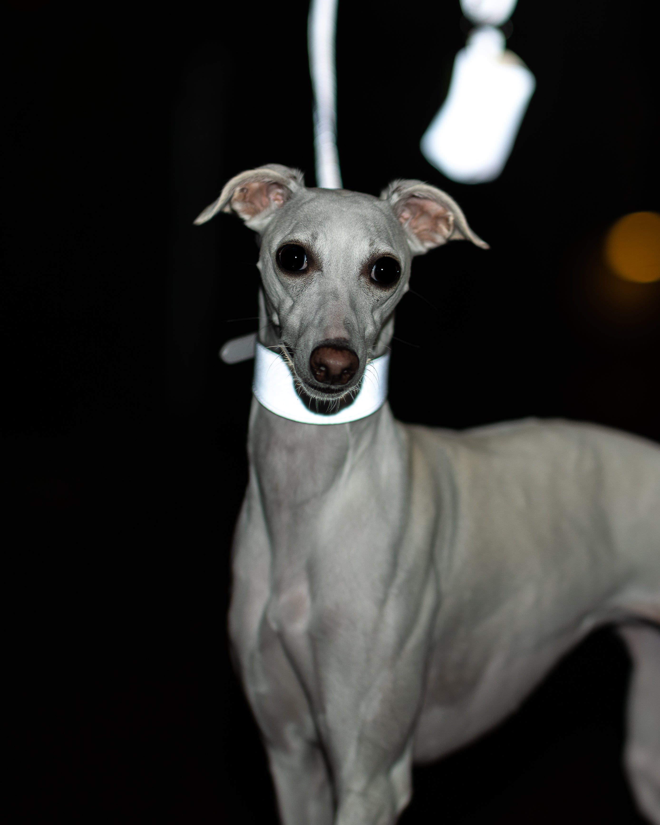 Reflex Silver Hundkoppel
