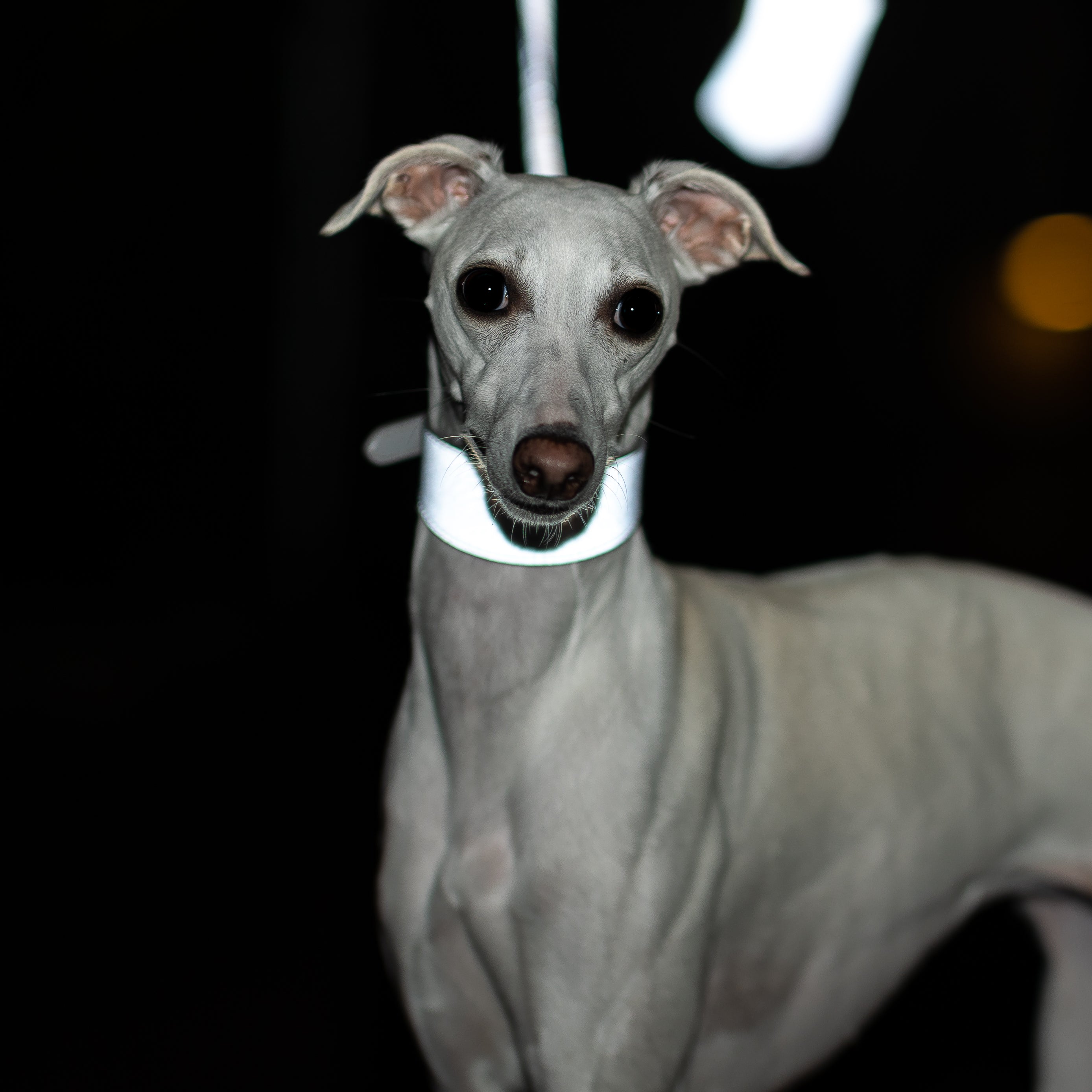 whippet-reflex-silver-dog-leash-medium_b95f15fa-f406-4943-99e0-584bf6b6222e.jpg
