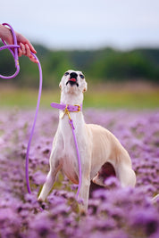 Violett Hundkoppel