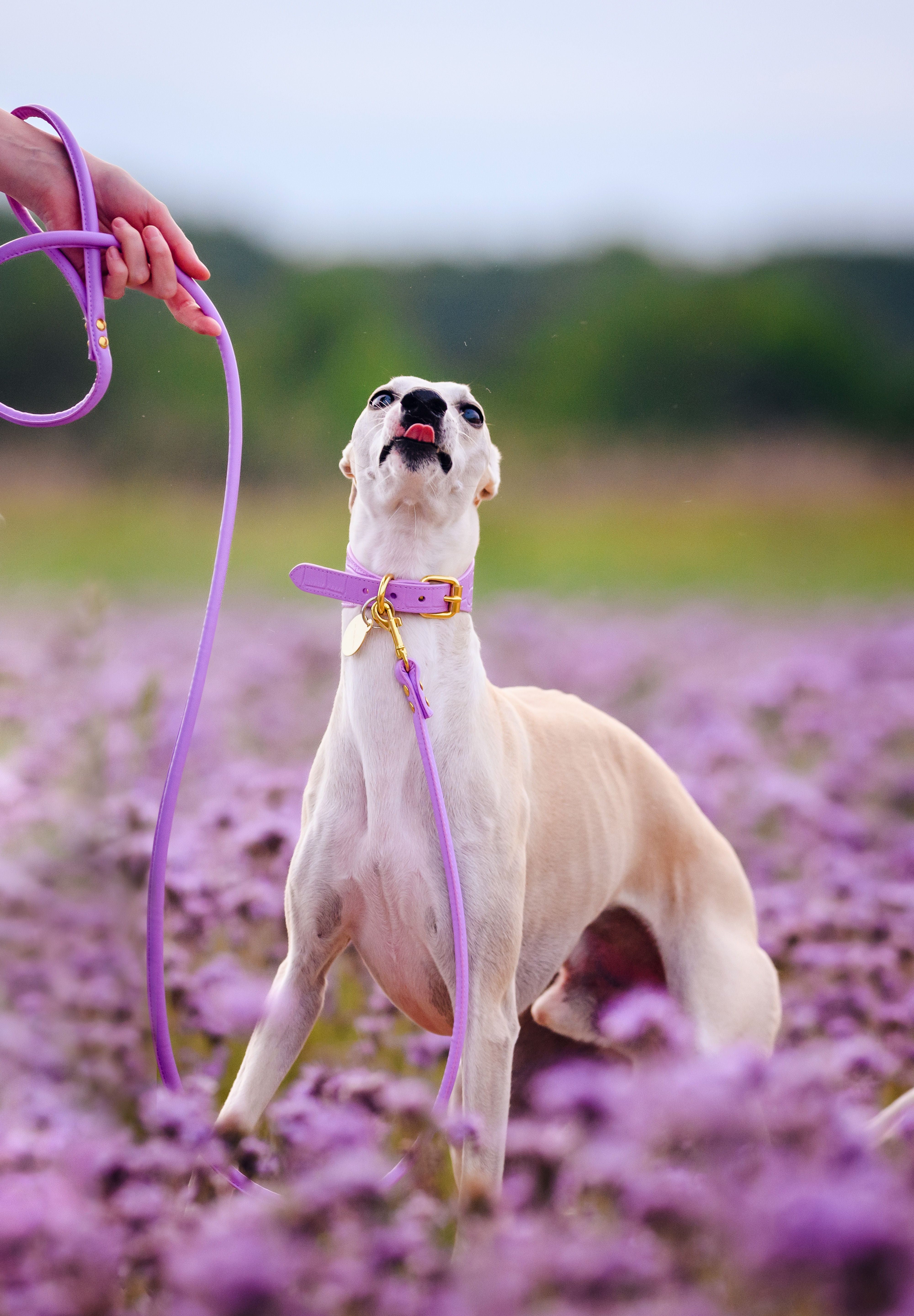 Violett Hundkoppel