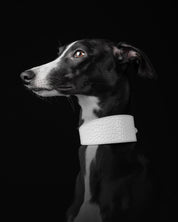 Vit Croco Hundhalsband Bred